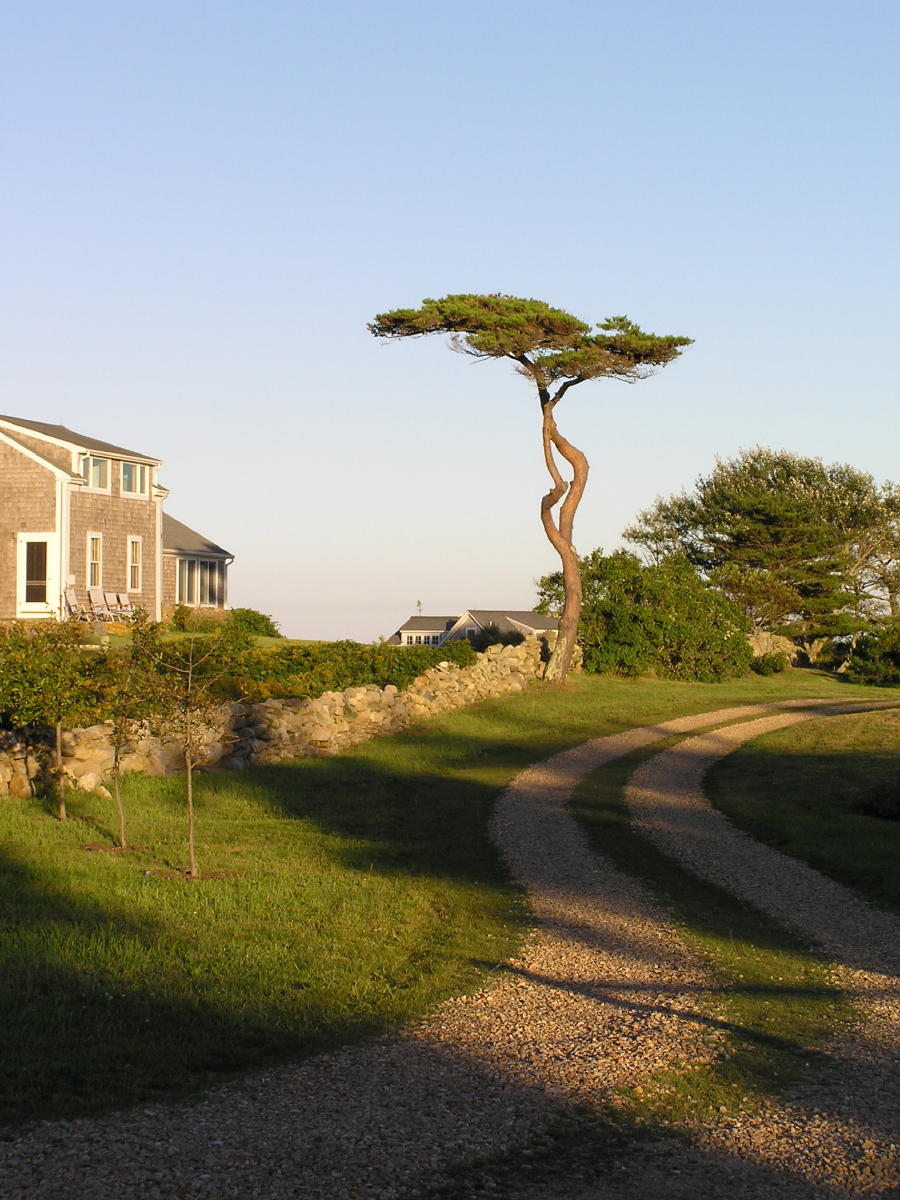 Squibnocket Tree.JPG