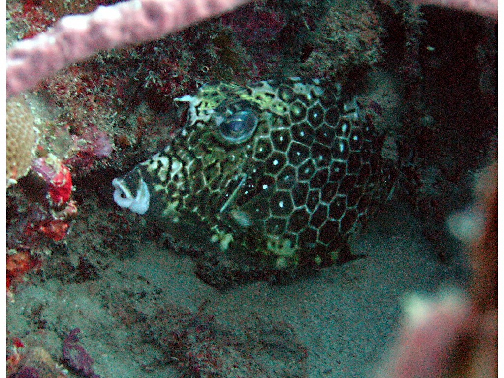 Honeycomb Cowfish