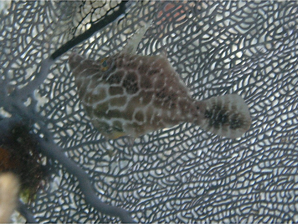 Slender Filefish in front of a Common Sea Fan