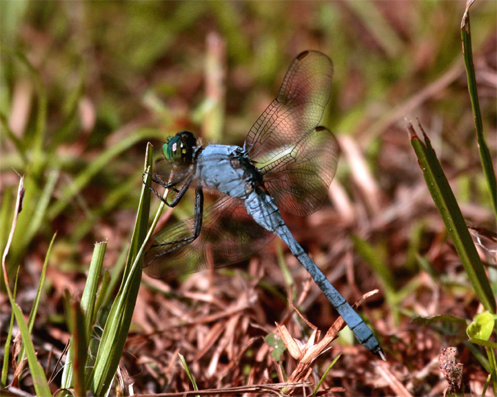 Blue Dragonfly.jpg