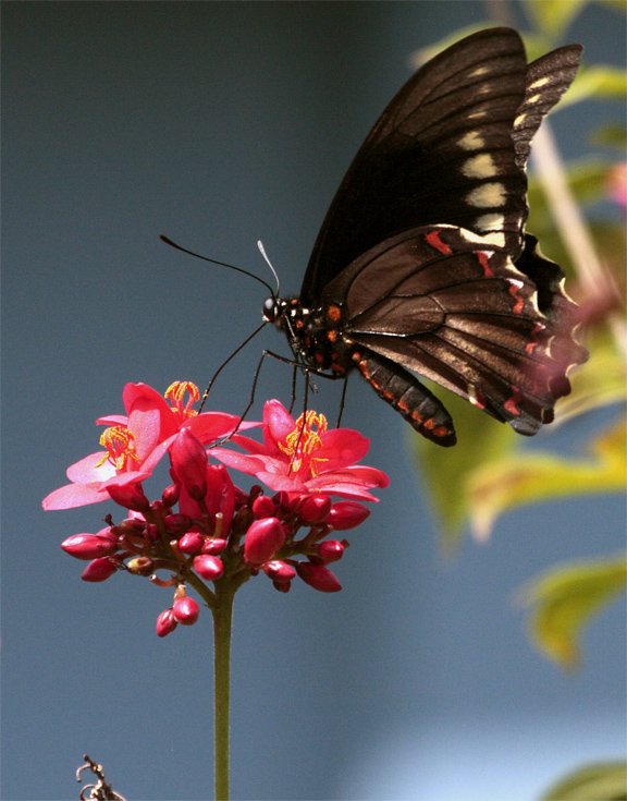 Black Butterfly on red flower vertical in garden 2.jpg