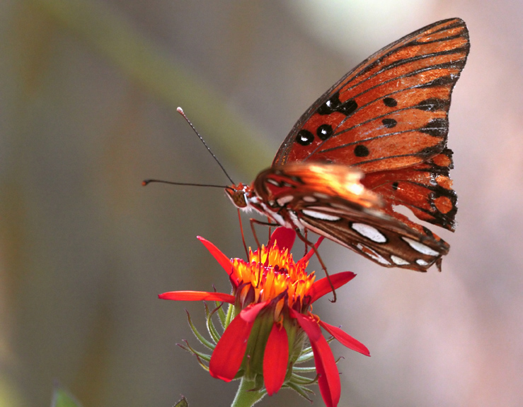 Orange Butterfly in butterfly garden_filtered.jpg
