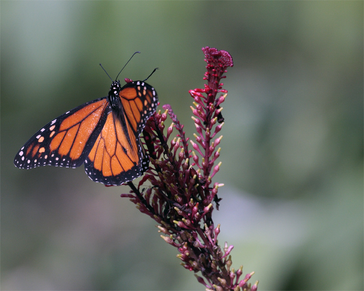 Monarch in Butterfly Garden on Purple Flower.jpg
