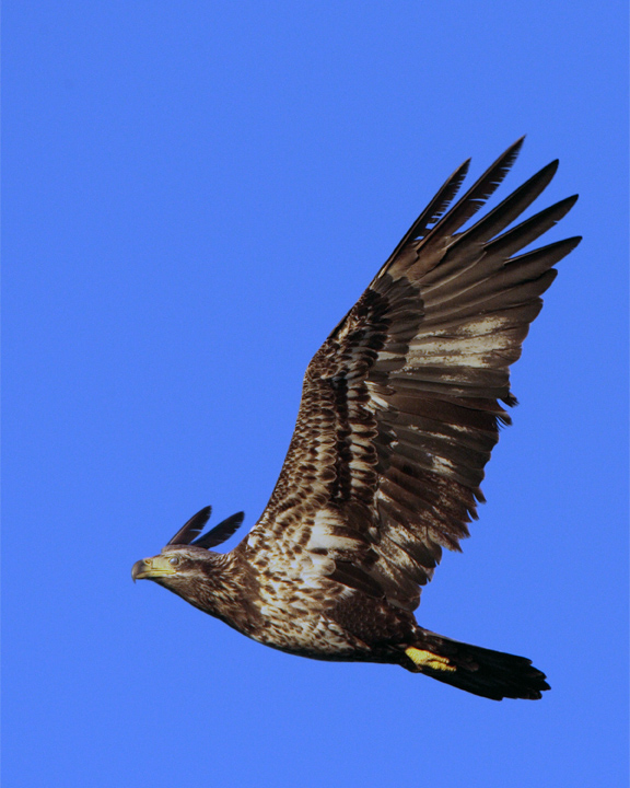 Juvenile Bald Eagle Flying.jpg