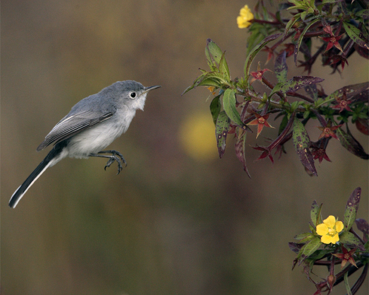 Gray Gnatcatcher 3.jpg