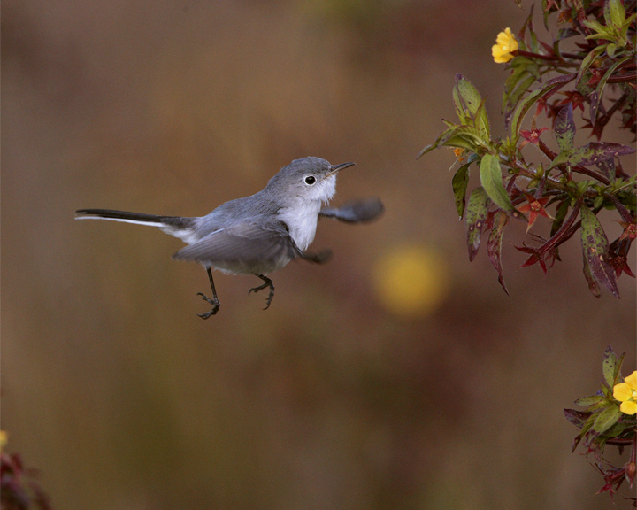 Gray Gnatcatcher 4.jpg