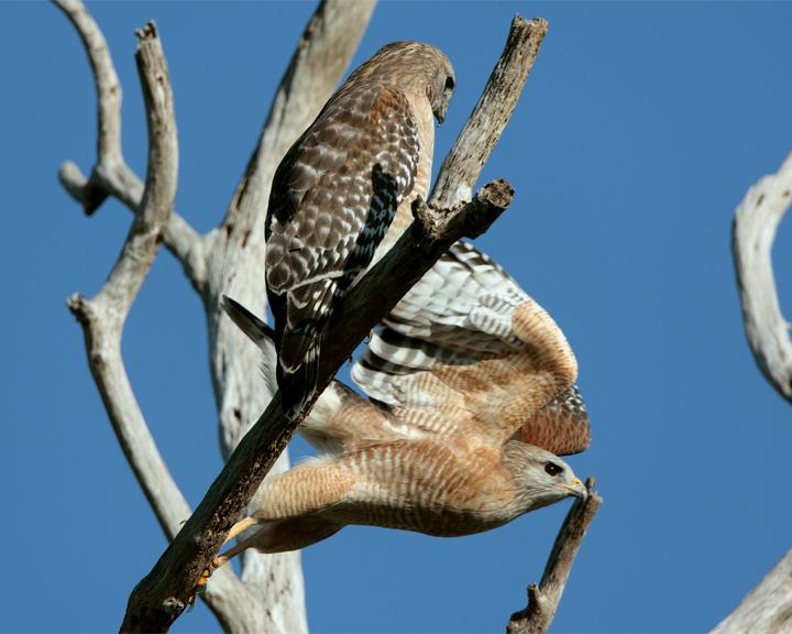 Red Shoulder Hawk Pair in dead tree one flying.jpg