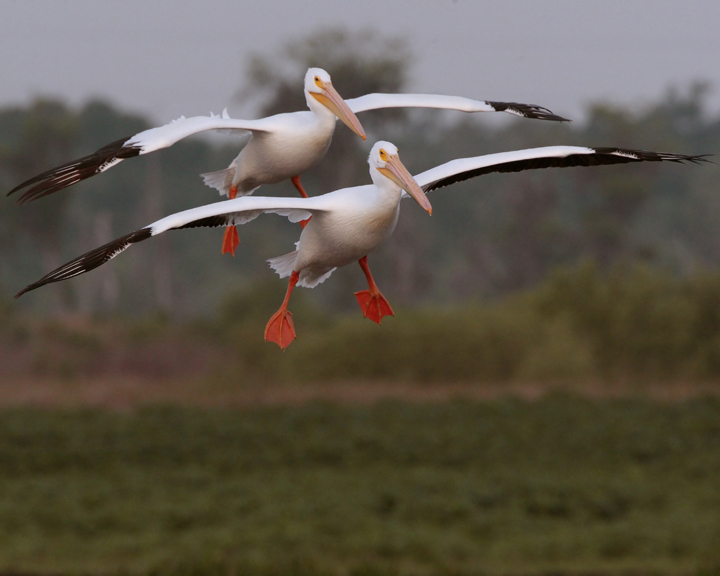 Two Pelicans Landing.jpg