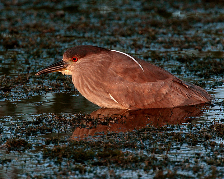 Night Heron at Viera.jpg