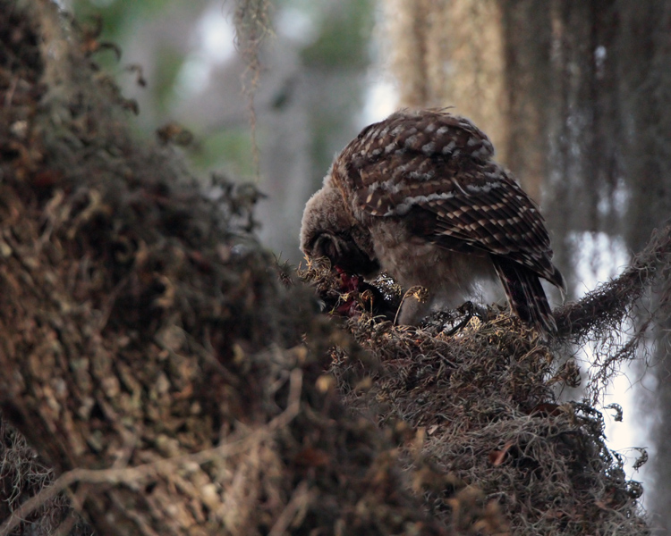 Juvenile Barred Owl Feeding.jpg