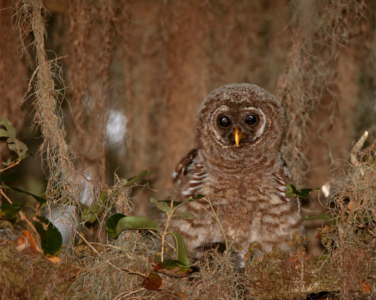 Juvenile Barred Owl on a Branch.jpg
