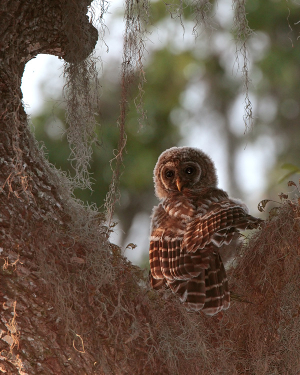 Owl in the Crook of a Tree.jpg