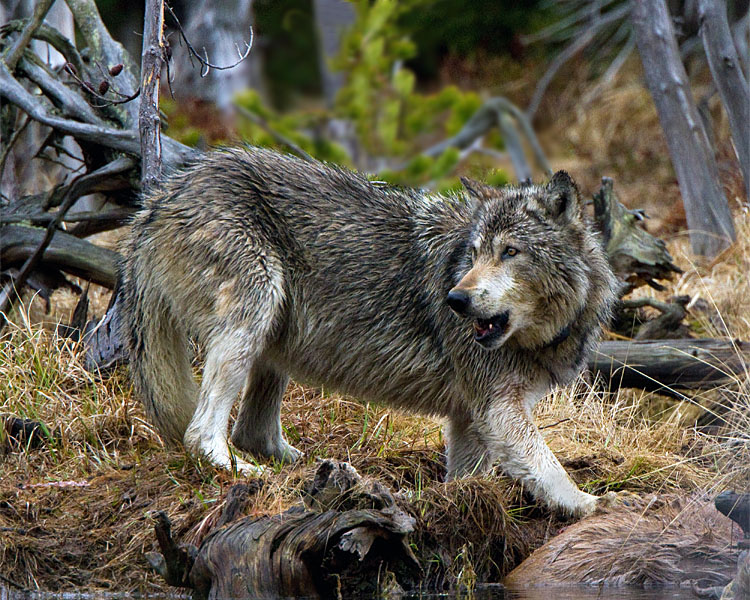 Grey Wolf on Elk Carcass at North Twin Lake Looking Back.jpg