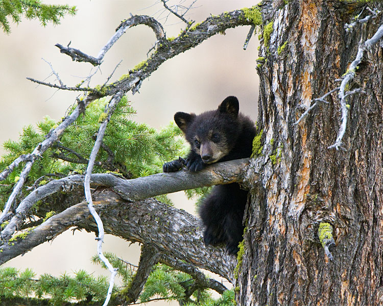 Black Bear Cub Near Calcite Springs.jpg