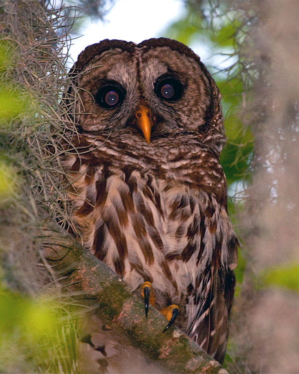 Barred Owl.jpg