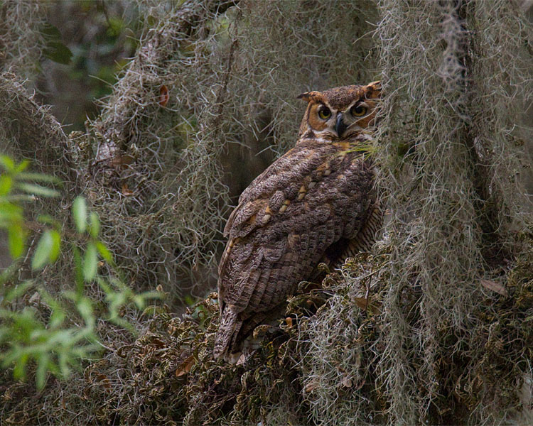 Great Horned Owl on Shady Oak.jpg