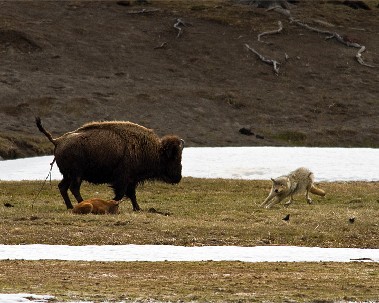 Grey Wolf Dodging Momma Bison.jpg