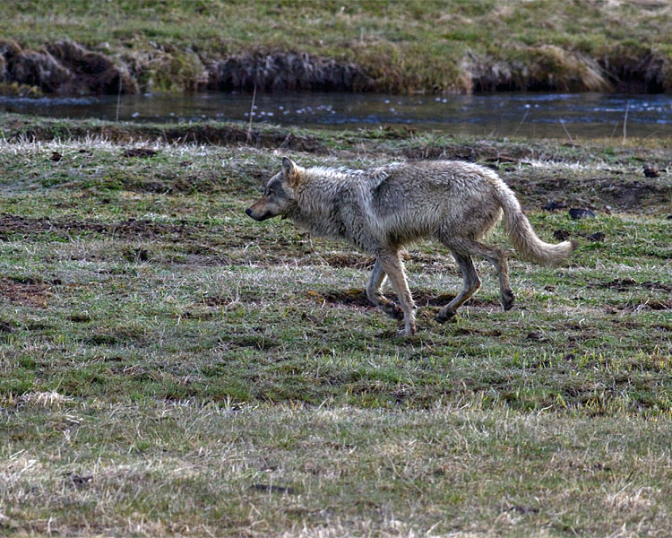 Grey Wolf Running by the Gibbon River 2.jpg