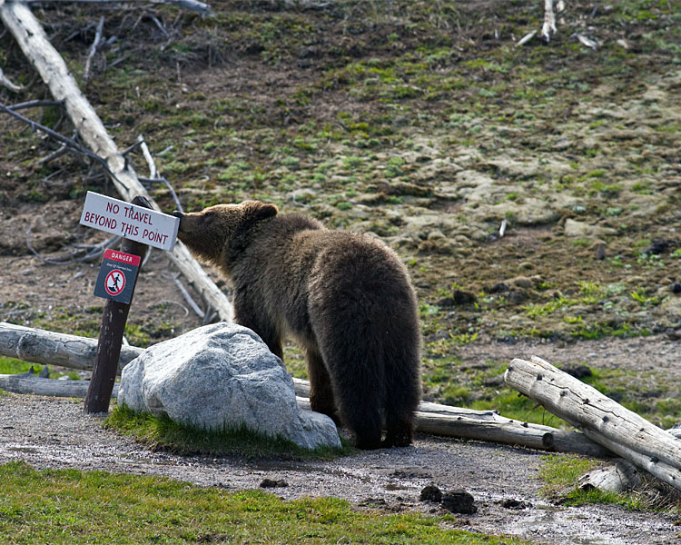 Grizzly at Roaring Mountain Sniffing at the Sign.jpg