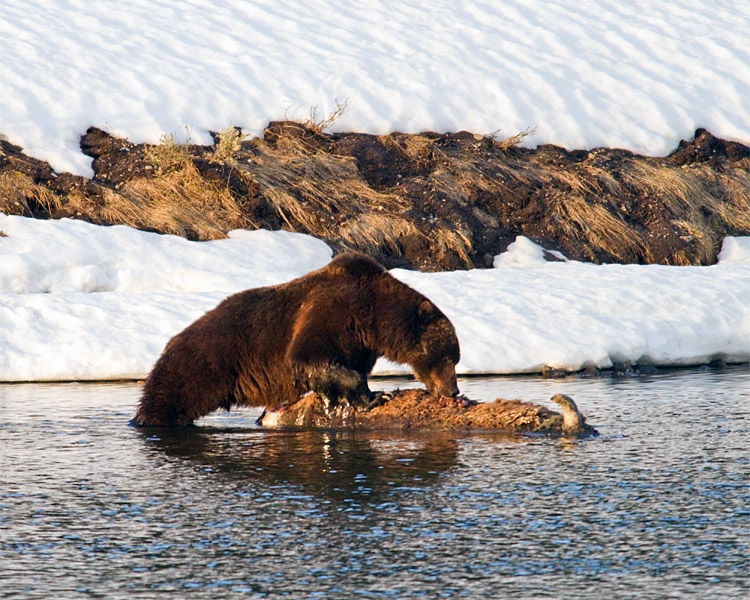 Grizzly Boar Eating a Bison Carcass at LeHardy Rapids.jpg