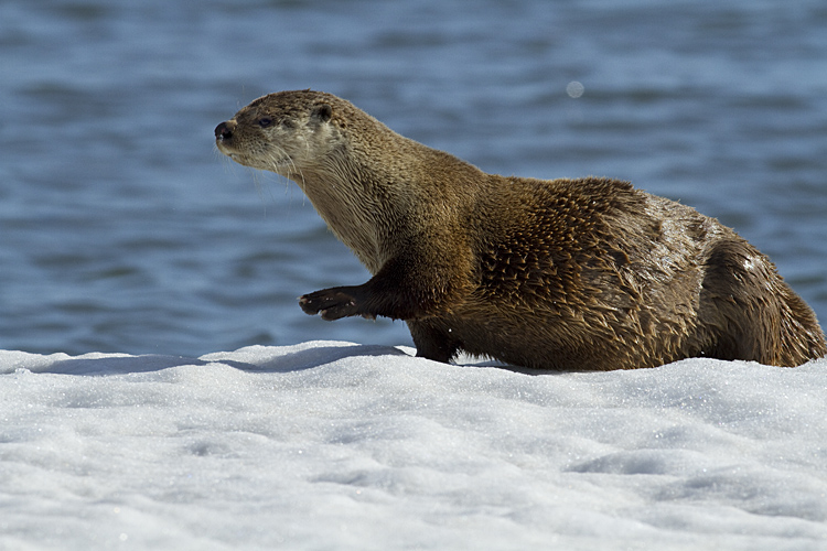 Otter Reaching Out.jpg