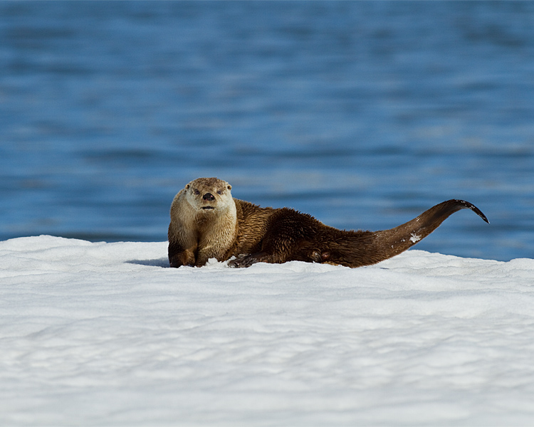 Otter with Tail Coiled.jpg