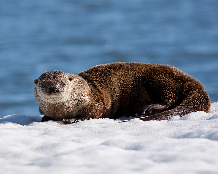 Otter Curled Up on the Ice at Mary Bay.jpg