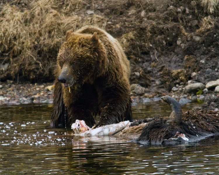 Second Grizzly on the Carcass Near LeHardy Rapids.jpg