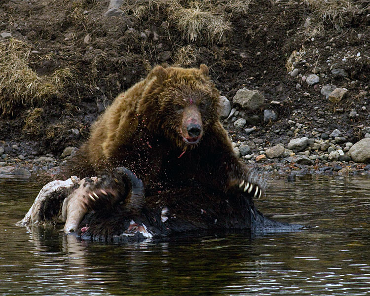 Second Grizzly at LeHardy Rapids Lunging Across the Carcass.jpg