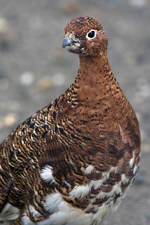 Ptarmigan Closeup.jpg