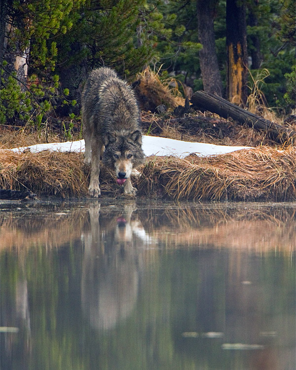 Wolf Drinking Reflection.jpg