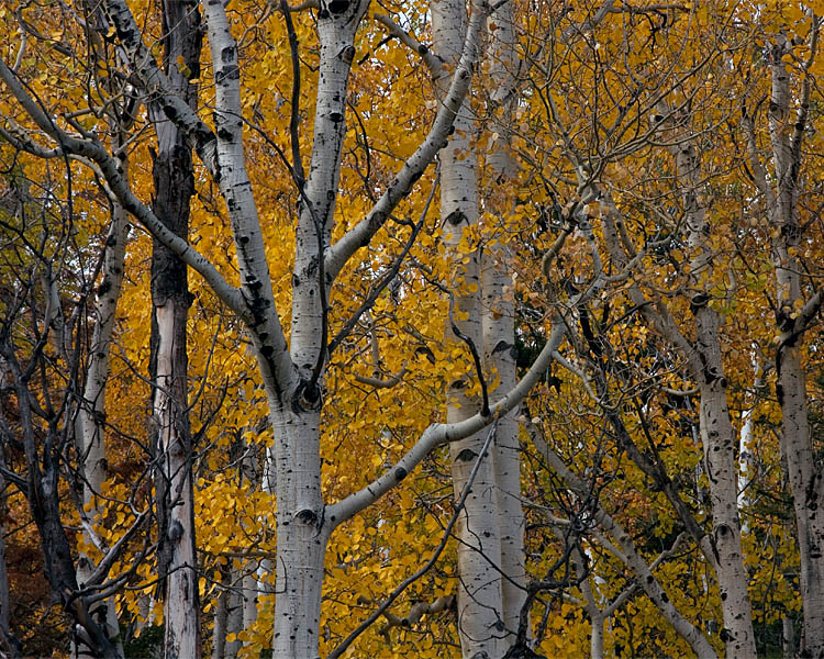 Yellow Leaves.jpg