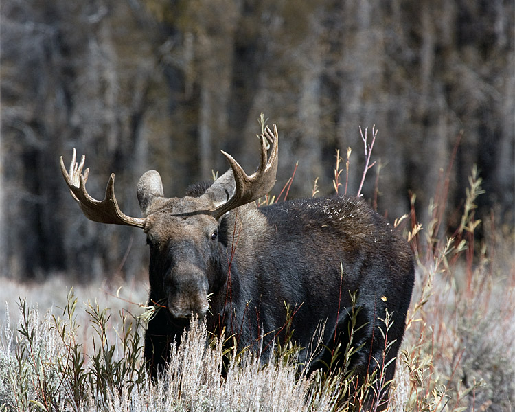 Moose Munching.jpg