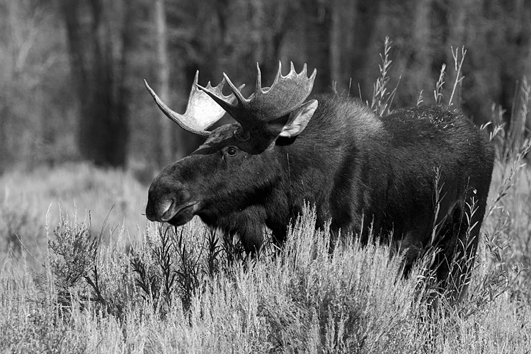 Bull Moose Black and White.jpg