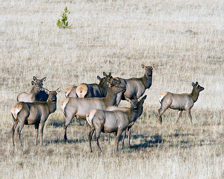 Elk Herd Near Canyon.jpg