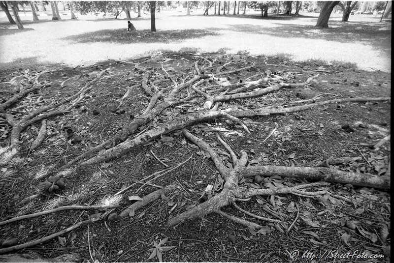 Roots