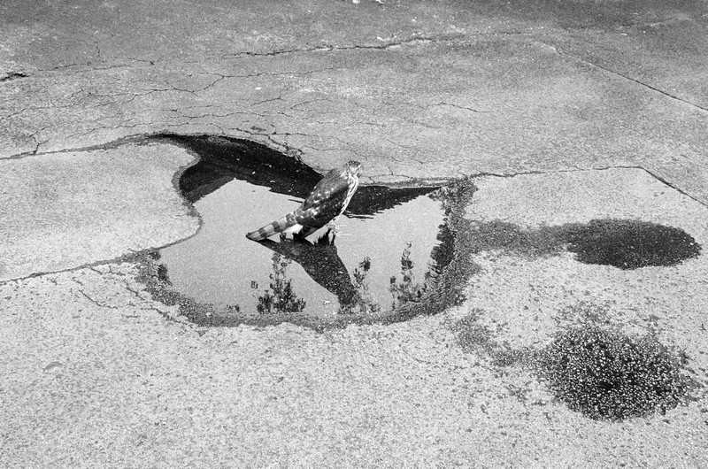 Some crazzzy bird