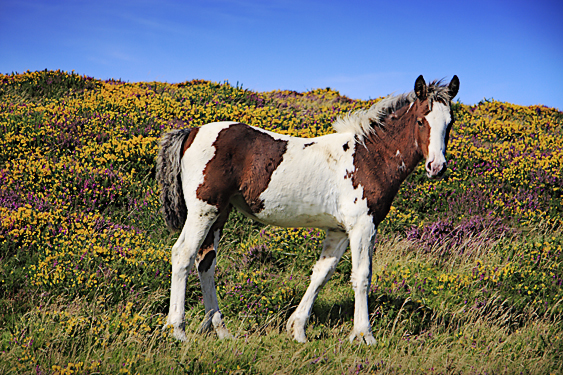 Foal