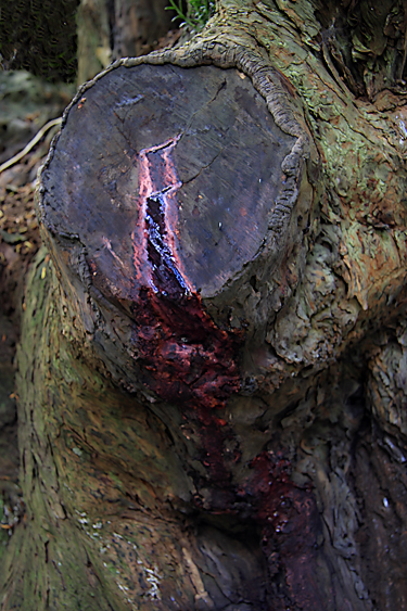 Bleeding Yew