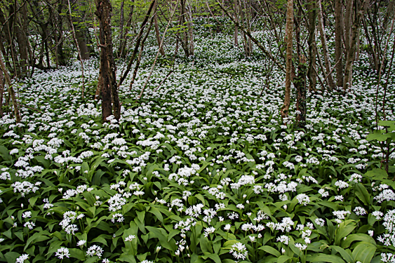 Wild Flowering Garlic