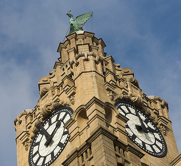 The Female Liver Bird