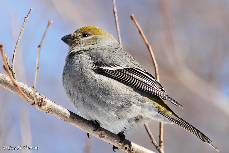 Pine Grosbeak