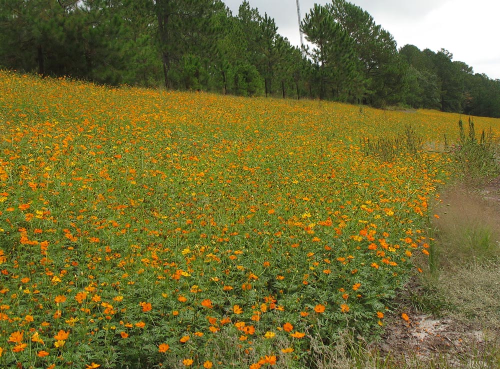 Roadside color - South Carolina