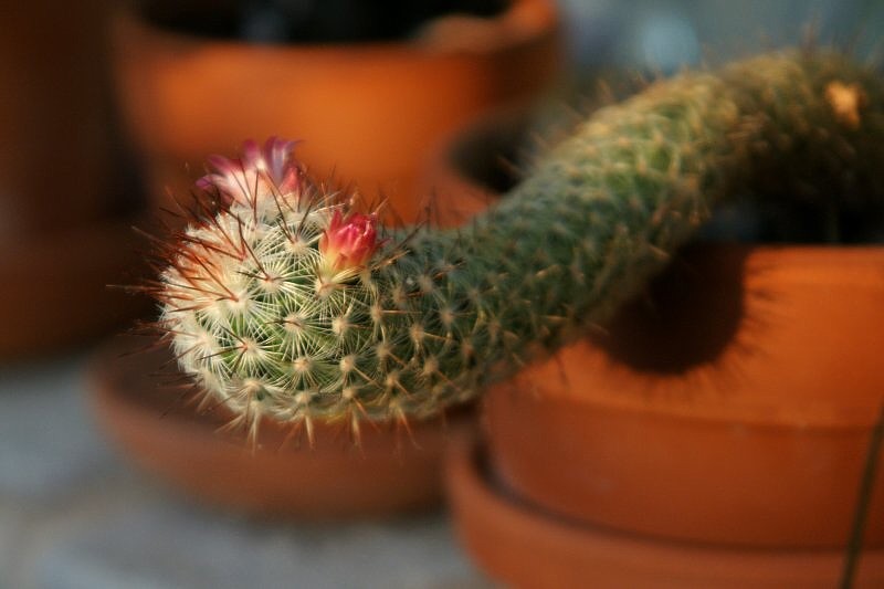 Cactus Blooms