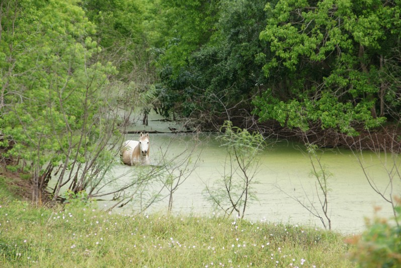 A Hot Day in Texas