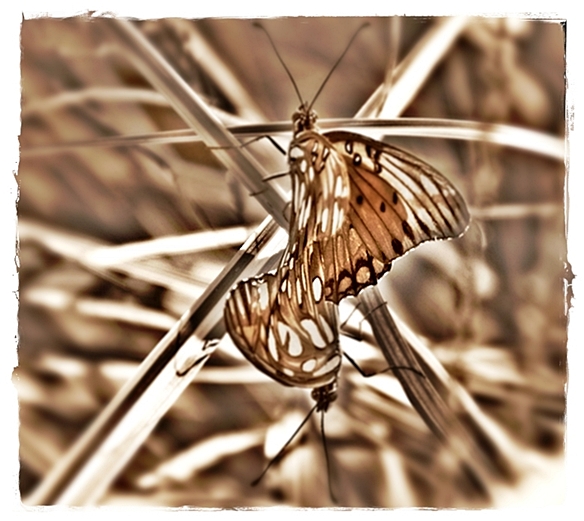 2 Butterflies