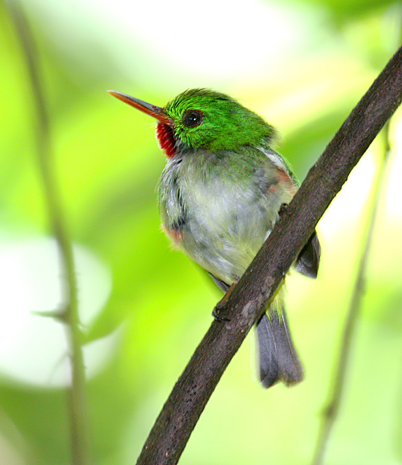 Jamaican Tody