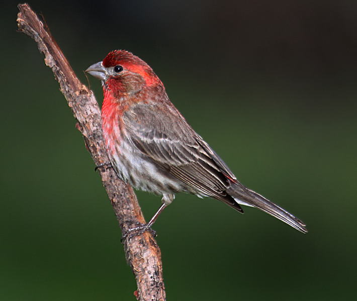 House Finch