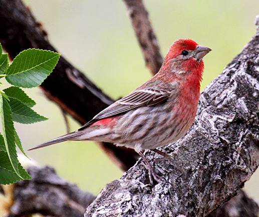 House Finch