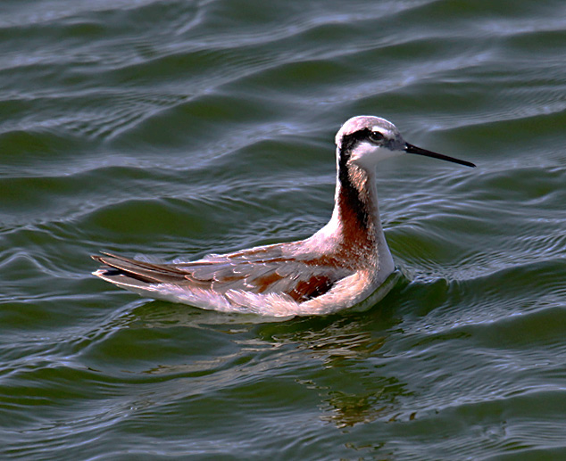 Wilsons Phalarope
